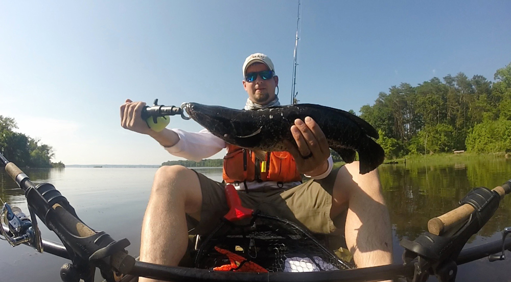 snakeheads in mallows bay