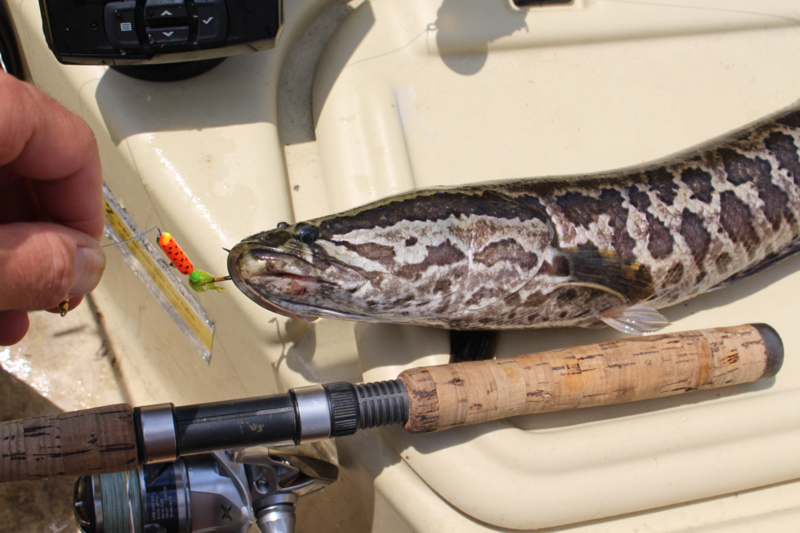 snakehead on a super rooster