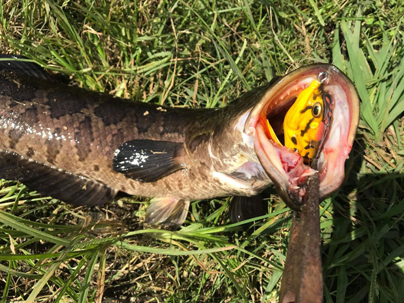 BEST TOPWATER SNAKEHEAD VIDEO EVER, 14+ pound Snakehead & Snakehead Fishing  Tips for THICK COVER 