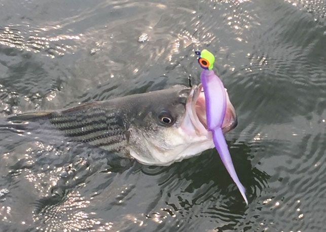 soft plastic fishing lure catching a fish