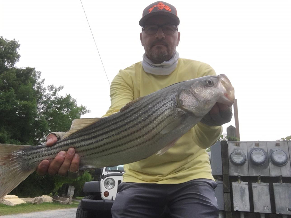 striped bass at solomons island