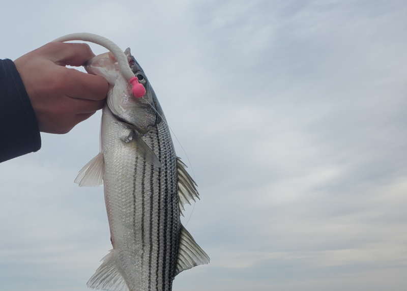 rockfish on a jig in the lower bay