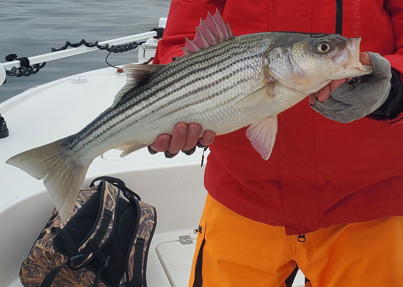 striped bass in winter