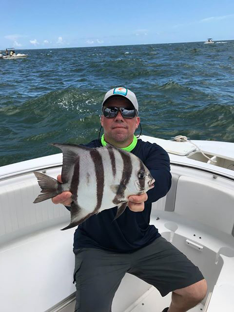 spadefish on bay