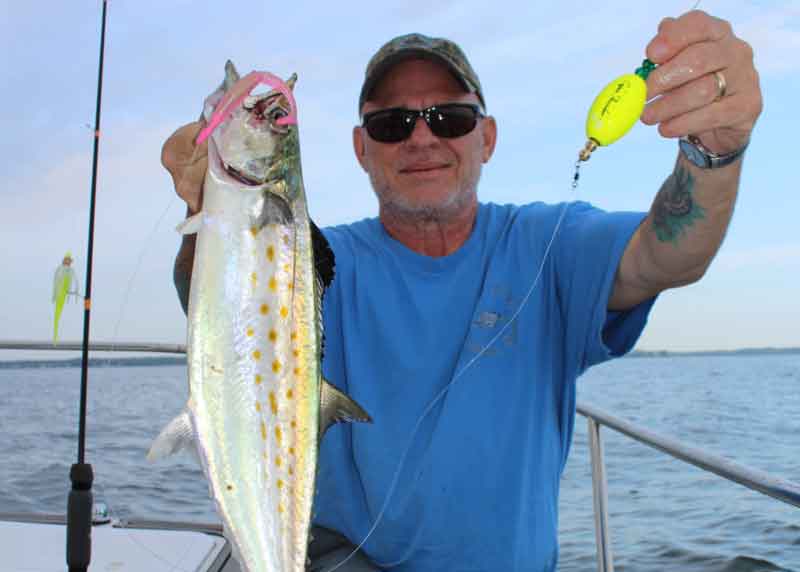 angler caught spanish mackerel