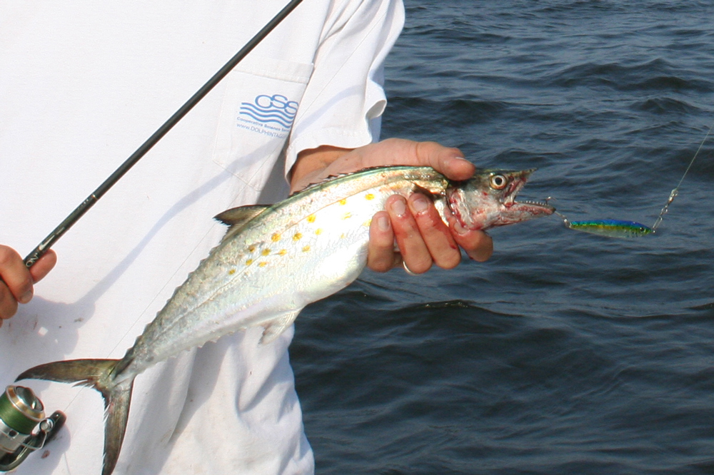 spanish mackerel