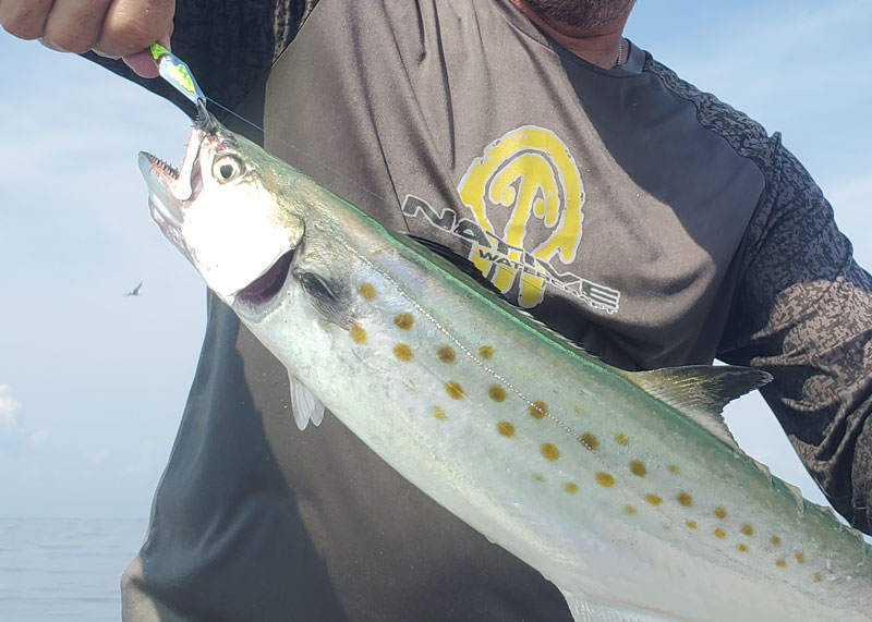 spanish mackerel fishing in the chesapeake