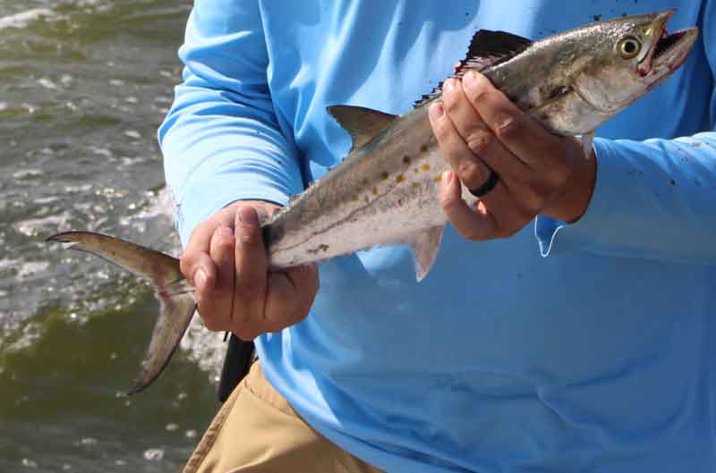 angler holds a spanish mackerel