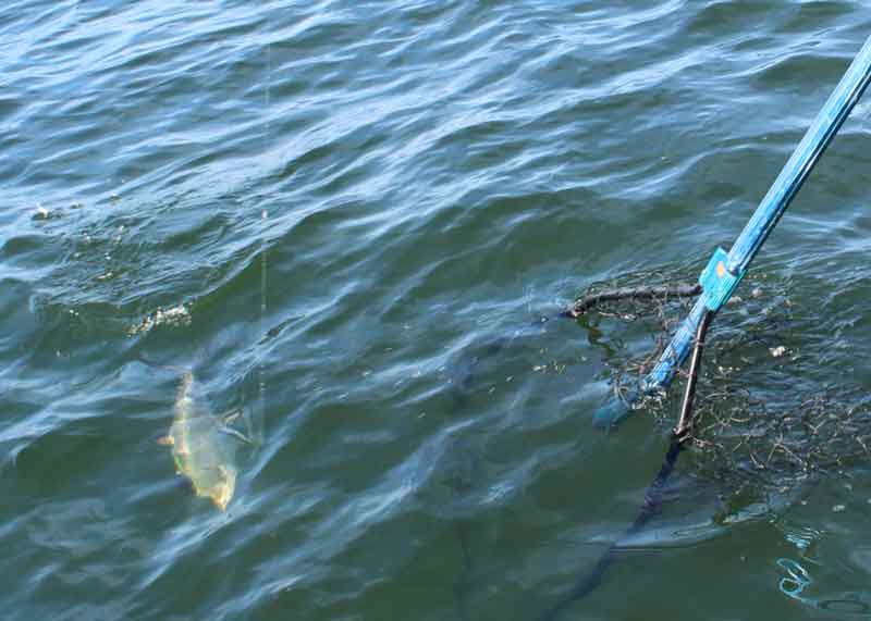 netting a spanish mackerel