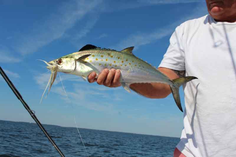 fly fishing for spanish mackerel
