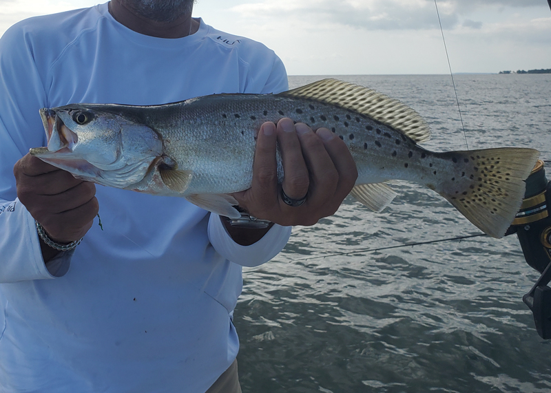 speckled sea trout fishing in the lower bay