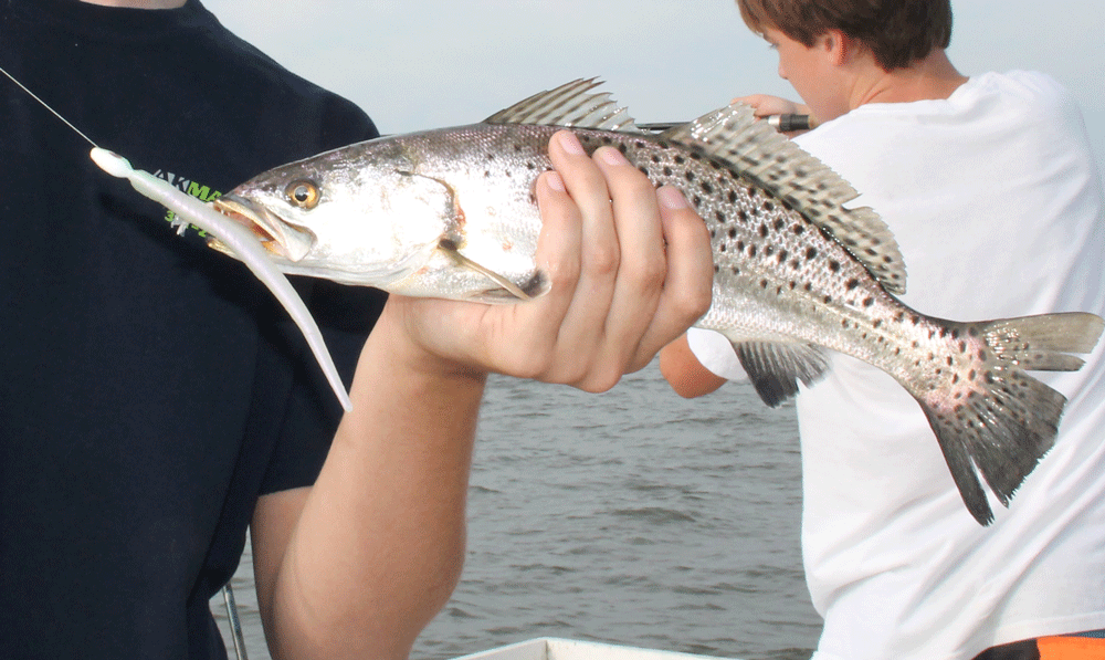 sea trout on jig