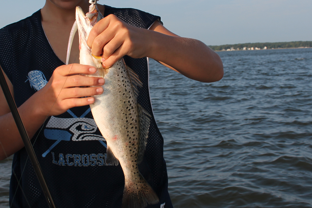 tangier sound speckled trout