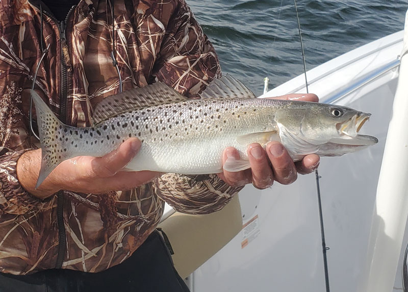 speckled trout caught in the bay
