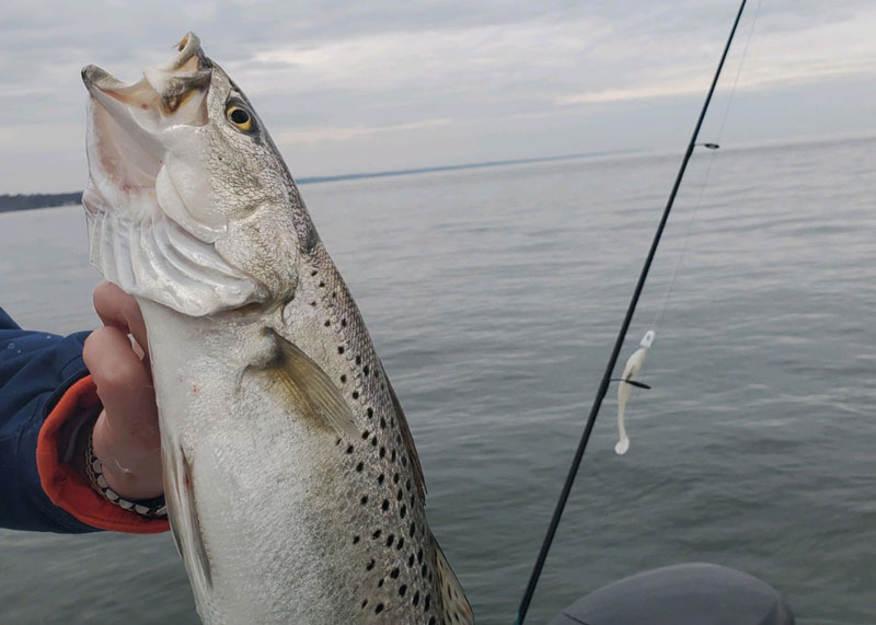 speckled trout on swimbaits