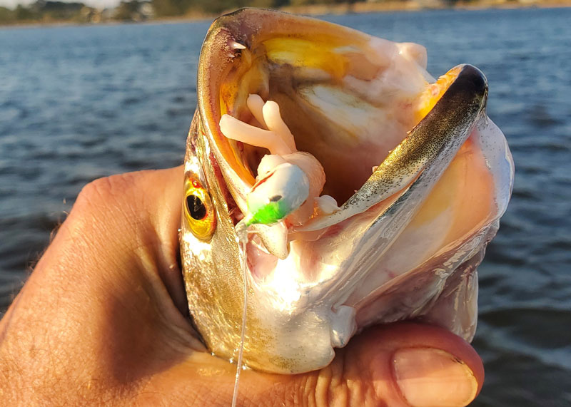 speckled sea trout on plastic shrimp