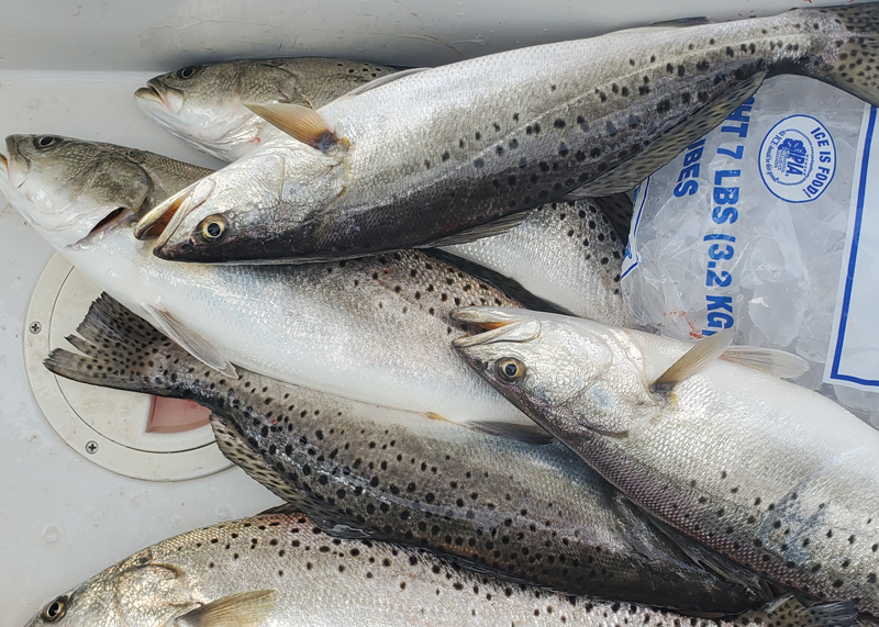 speckled sea trout in the bay