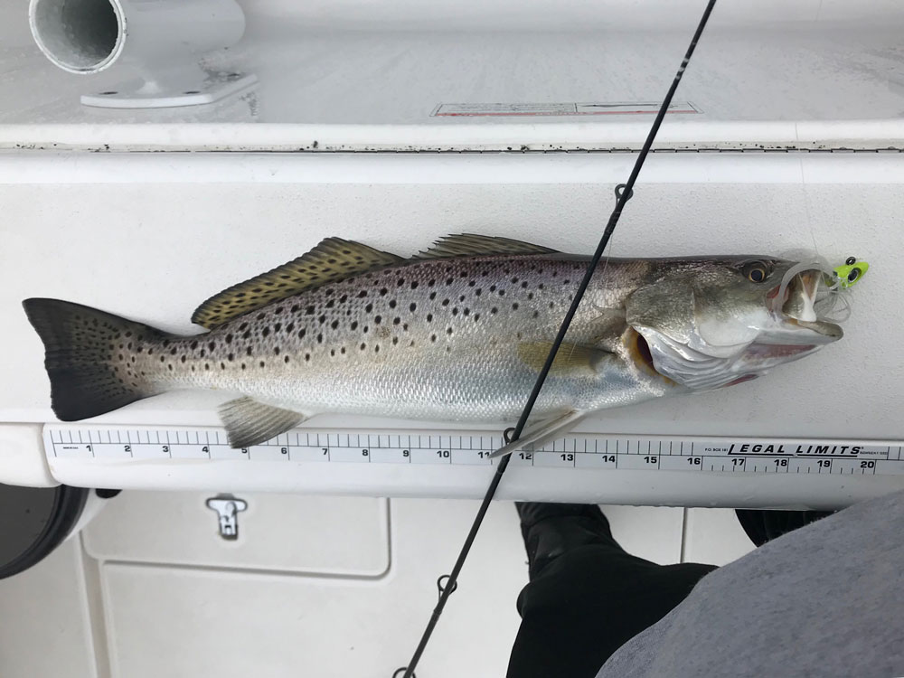 severn river trout