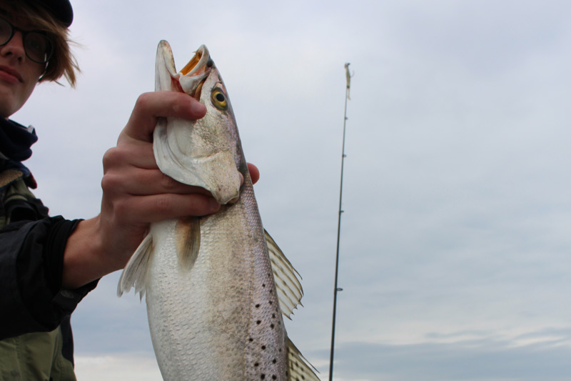 virginia speckled trout report