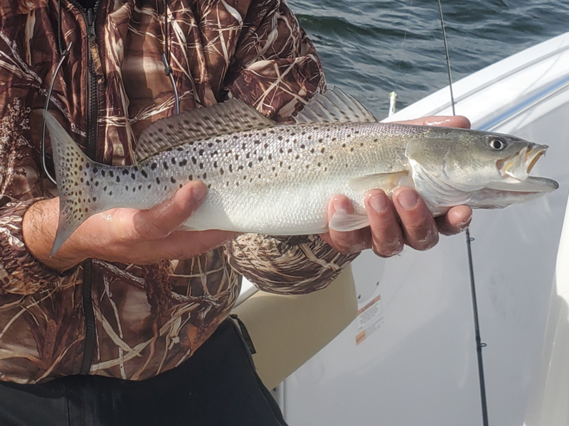 Chesapeake Bay speckled sea trout 