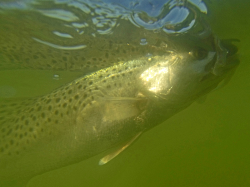 speckled trout under water
