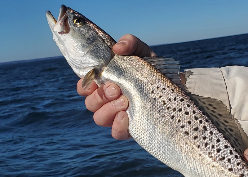 speckled sea trout winter fishing