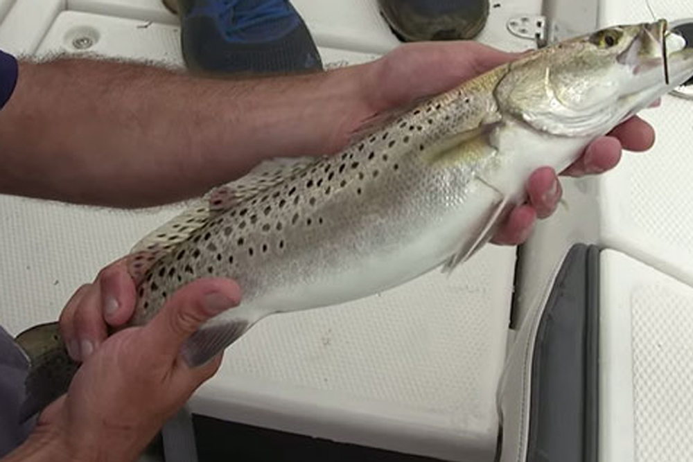 speckled sea trout fishing