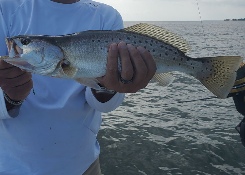 fall speckled trout