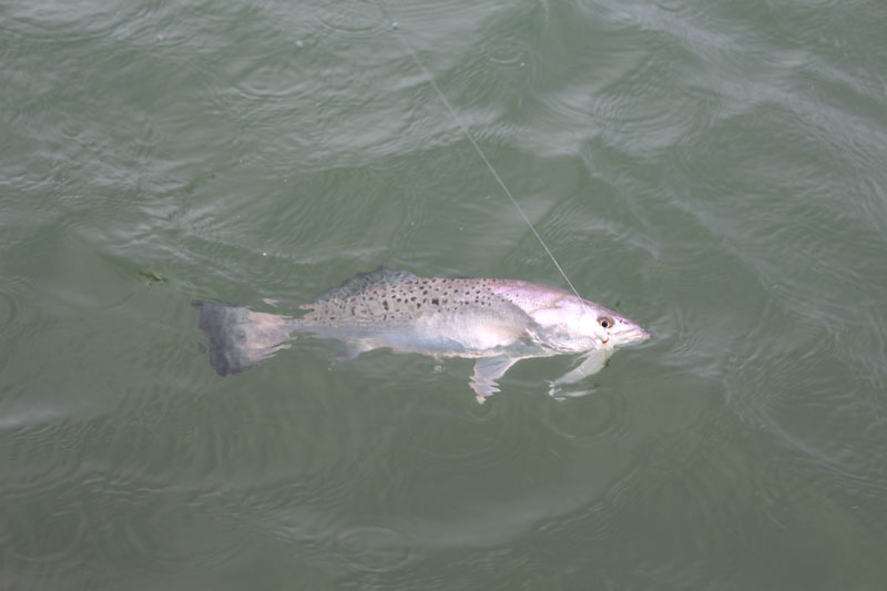 small speckled trout