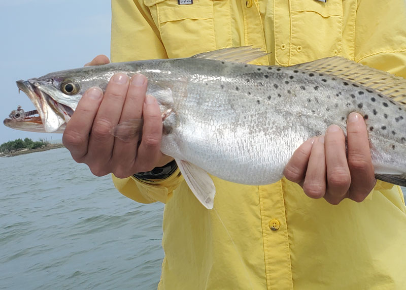 fat speckled trout