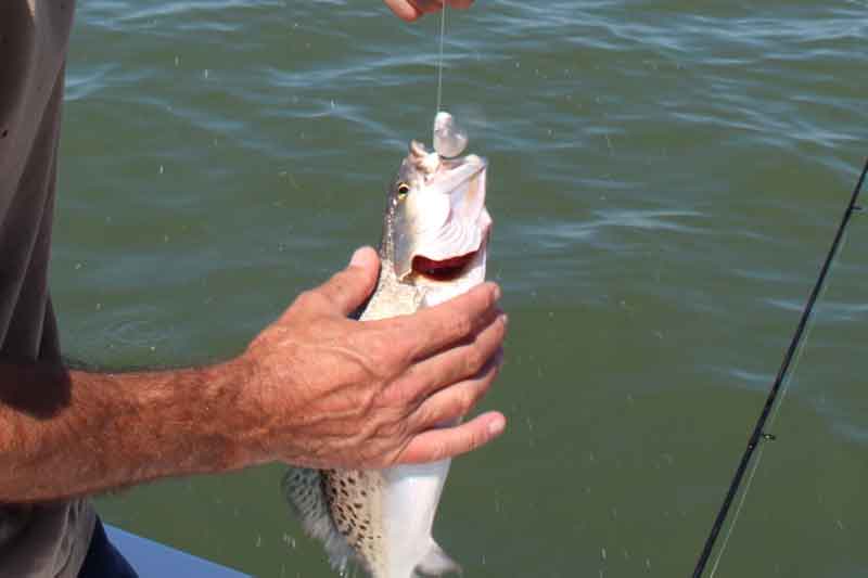 speckled sea trout ate a jig