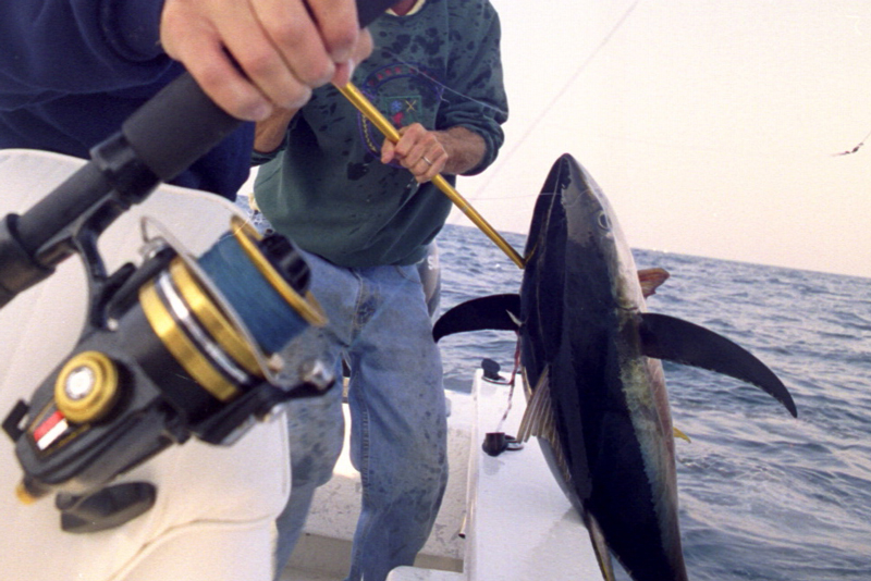 tuna caught on spinning reel