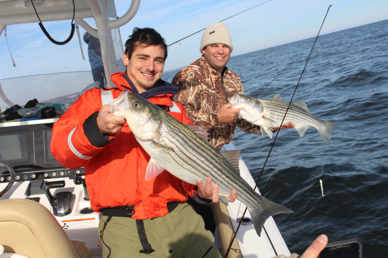 rockfish caught on sportsman 242 open