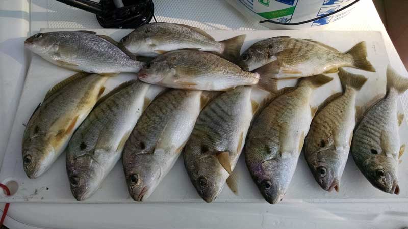 Spinning a Net from the Fishing Pier - Easy Way to Catch Bait