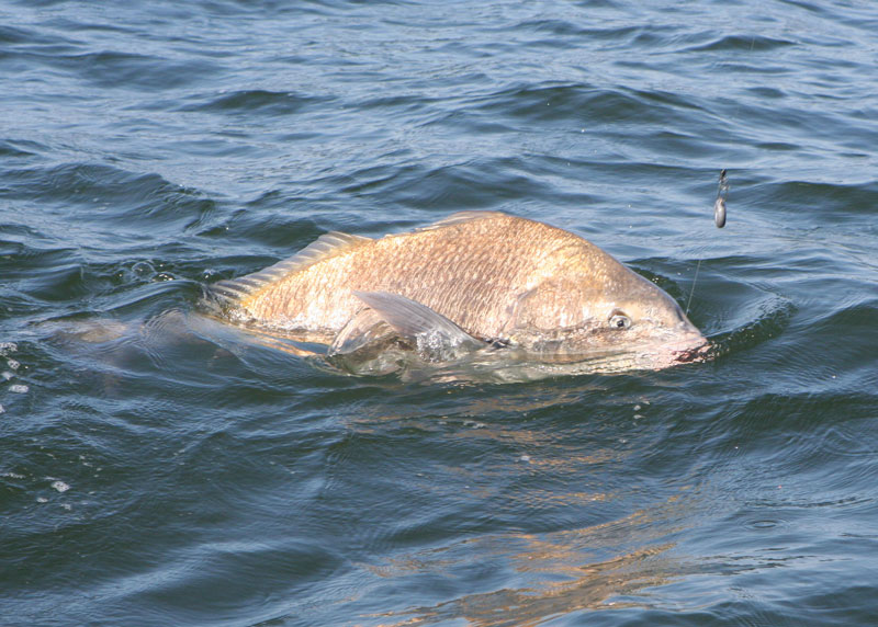 fishing for big black drum