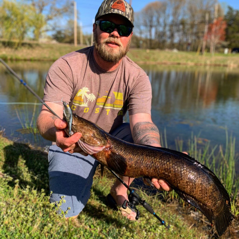 big snakehead in a lake