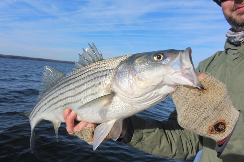 Striped Bass - Haywire - Anglers Journal - A Fishing Life