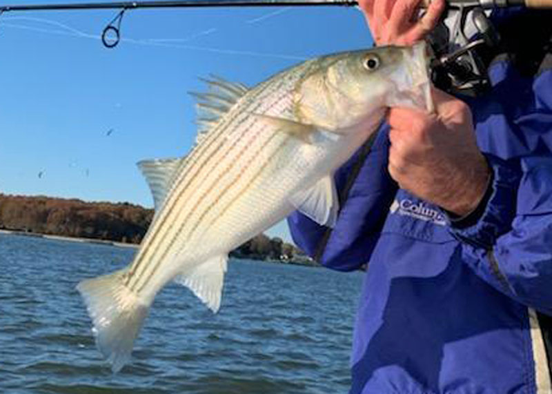 fishing for striped bass 