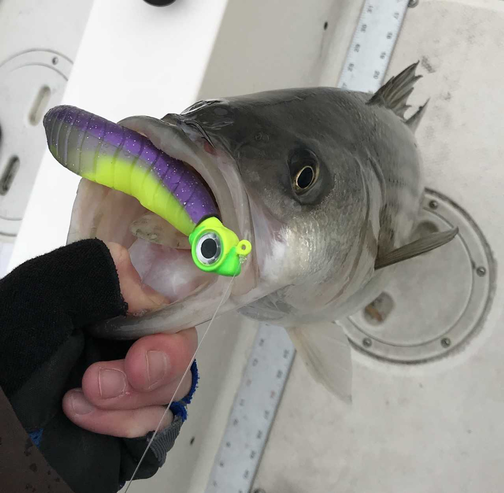 rockfish fishing in winter