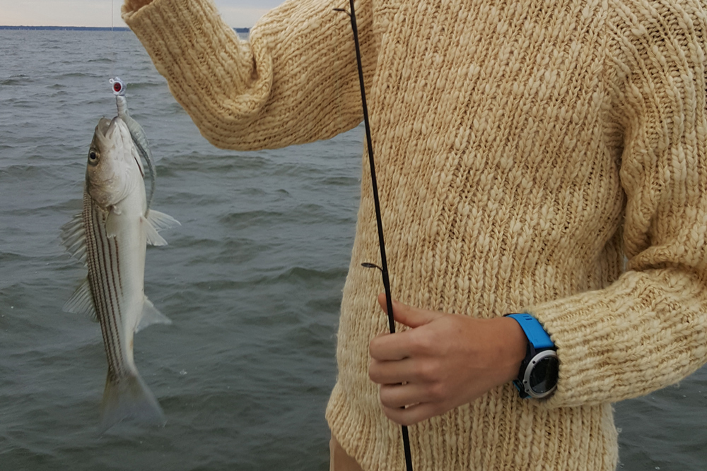 small striped bass