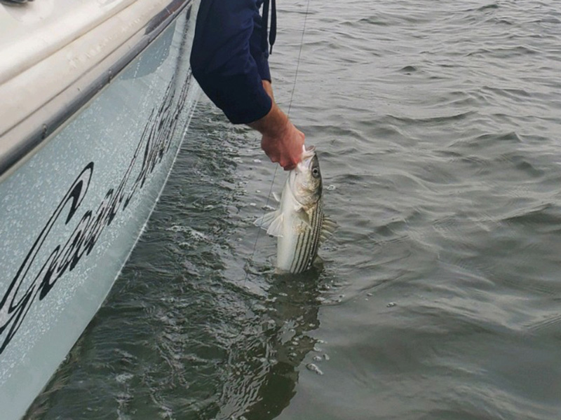 catching a striped bass on chesapeake bay
