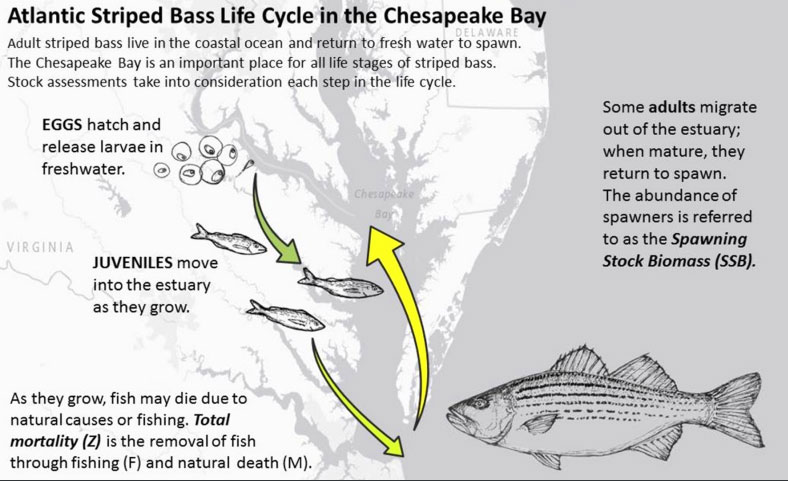 life cycle of the striped bass
