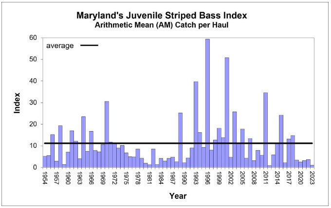 spawning success of the striped bass in chesapeake bay