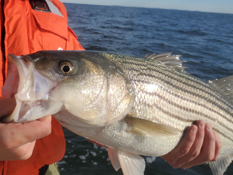 Striped Bass Regulations 2025 Red Alert FishTalk Magazine