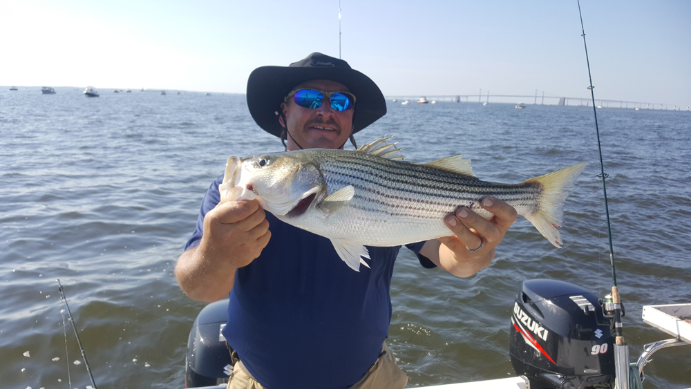 stripers caught chumming