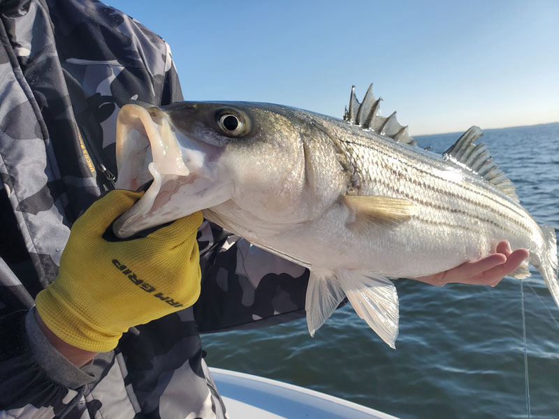 striped bass caught in chesapeake bay