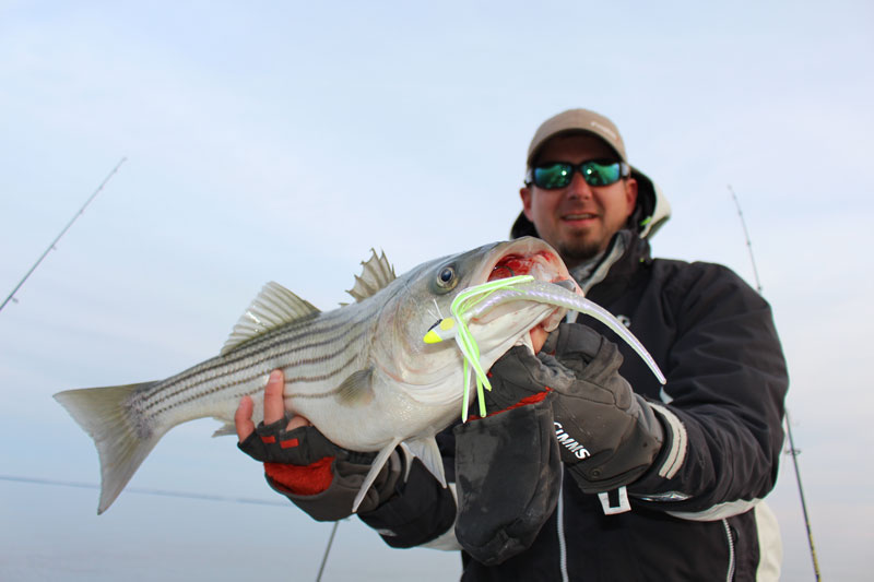 striped bass caught on chesapeake bay