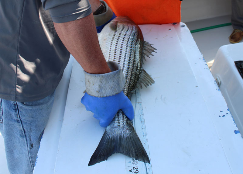 maryland rockfish regulations