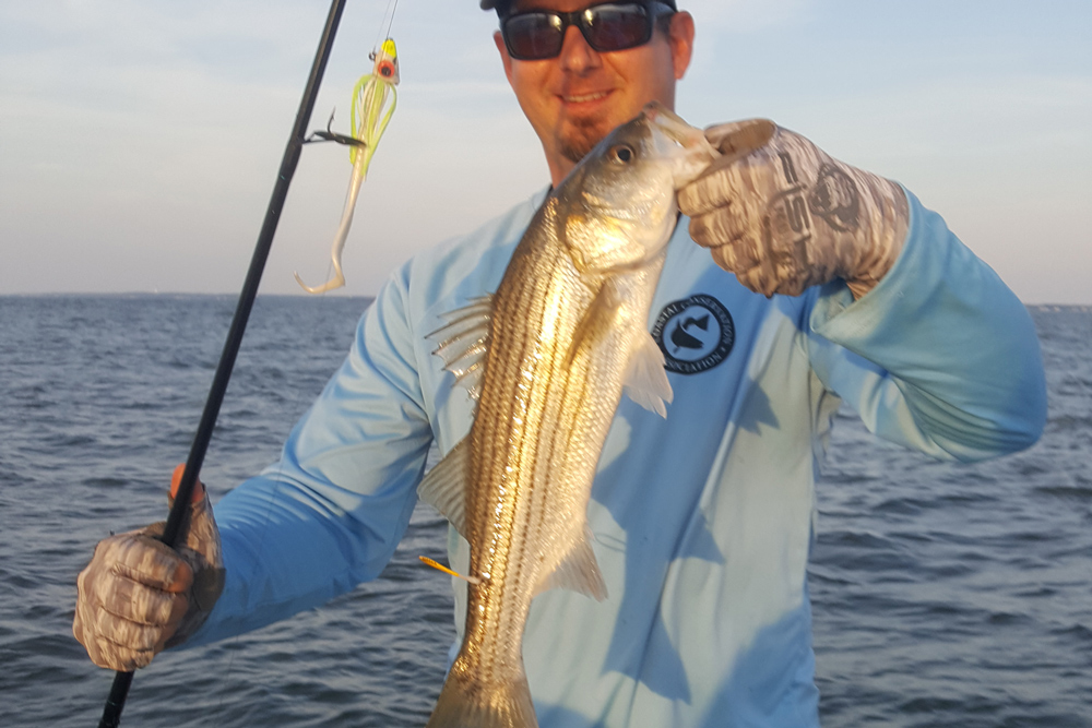 striper caught in the shallows