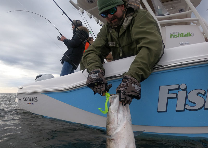 striped bass catch and release slot limits